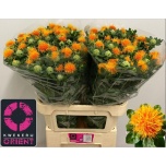 Carthamus Värvisafloor Zanzibar 80cm