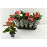 Anthurium andr mix 3 colours 12cm