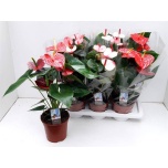 Anthurium andr mix 3 colours 17cm