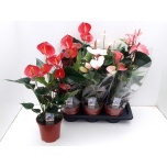 Anthurium andreanum grp mixed 4 colours 17cm