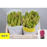 Hyacinthus Hüatsint Pink Pearl
