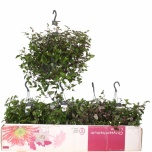 Tradescantia green hill 17cm