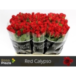 Roos 60cm Red Calypso (Rosa Plaza A Q Roses)*120