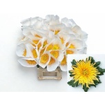 Chrysanthemum Krüsanteem BL Spider Cuivre*10