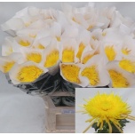 Chrysanthemum Krüsanteem BL Spider Cuivre 85g*10