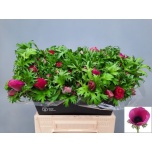 Anemone Tulikas Orchid 40cm