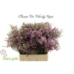 Chamelaucium Sidrunmürt Wendy Rose 60cm