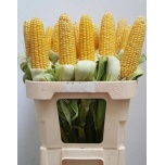 Zea mays Mais 80cm