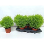 Cupressus macrocarpa goldcrest various forms 14cm