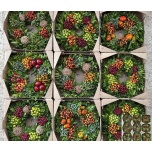 Sierfruit Krans Pärg MIX 30cm