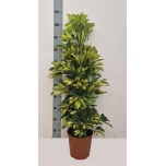 Schefflera Sõrmlehik arboricola dalton 21cm