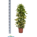 Schefflera Sõrmlehik arboricola dalton 21cm