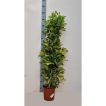 Schefflera Sõrmlehik arboricola dalton 21cm