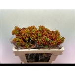 Anigozanthos Kängurukäpp Bush Tango 50cm