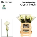Zantedeschia Kalla Crystal Blush 55cm