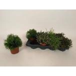 Rhipsalis Helmekaktus mix 12cm