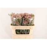 Ozothamnus Reki Snow 70cm