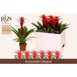 Guzmania calypso 12cm