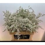Limonium Parkjuur V Supreme Whitelight 80cm