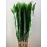 Cortaderia Pamparohi paint Green 110cm (tk)