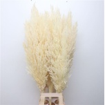 Cortaderia Pamparohi Bleached 120cm (tk)