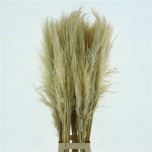 Cortaderia ov 120cm