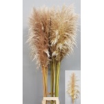 Cortaderia Pamparohi OV 180cm (tk)