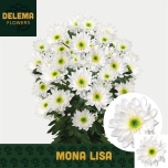 Chrysanthemum Krüsanteem Mona Lisa