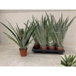 Ananas Ananass champaca 14cm