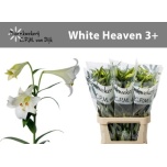 Lilium Liilia LO White Heaven 90cm