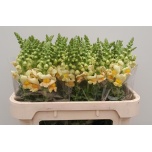 Antirrhinum Lõvilõug Costa Apricot 75cm