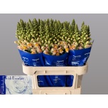 Antirrhinum Lõvilõug Costa Apricot 75cm