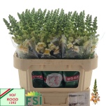 Antirrhinum Lõvilõug Costa Apricot 75cm