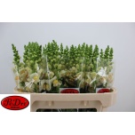 Antirrhinum Lõvilõug Avignon Apricot 75cm