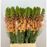 Antirrhinum Lõvilõug Costa Orange 80cm