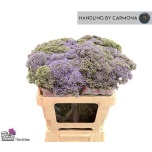 Trachelium Kaelakellukas Corine L Blue 60cm
