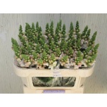 Antirrhinum Lõvilõug Costa Silver 70cm
