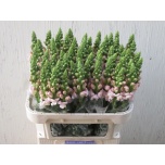 Antirrhinum Lõvilõug Costa Silver 75cm