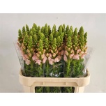 Antirrhinum Lõvilõug Costa Silver 75cm