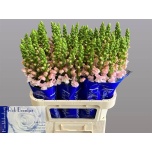 Antirrhinum Lõvilõug Costa Silver 75cm