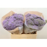 Trachelium Kaelakellukas Blue Lake Michigan 50cm