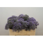 Trachelium Kaelakellukas Blue Lake Michigan 55cm