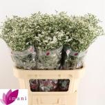 Limonium Parkjuur China White 80cm