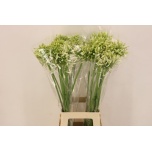 Agapanthus Lembeliilia White Heaven 80cm