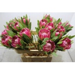 Protea Brenda 70cm