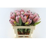 Protea Prootea Pink Ice 55cm