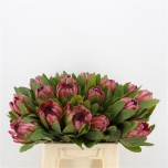 Protea Prootea Sylvia 40cm