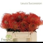 Nutans Leucospermum Nõelakera Succession 35cm*5