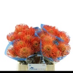 Leucospermum Nõelakera Succession 40cm*5