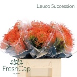 Leucospermum Nõelakera Succession 40cm*5